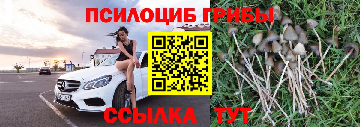 цены   Вход с VPN  Конаково  Псилоцибиновые грибы Psilocybine cubensis  Псилоцибиновые грибы Psilocybine cubensis 